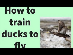 How to train your domestic ducks to fly.
