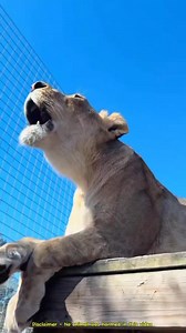 119K views · 3.8K reactions | This Lioness Turned Into a Male Lion #animals #nature #fyp #knowledge #cute | Earth Wonders | Facebook