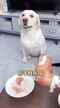 Funny Dog Pranks: The Ultimate Prank 🎭 | Smart Dog, Dumb Luck