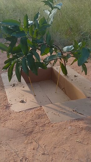 Simple and Effective Quail Catching Method animaltrap quail | Animals Trap