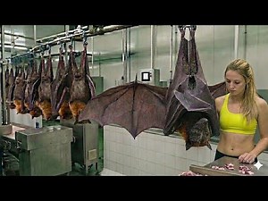 Inside a Modern Dried Bat Factory: From Live Bats to Dried Products (Full Process)