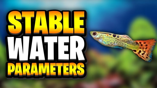 9 Easy Tips To Keep Your Aquarium Water Parameters Stable! My Accompanying Blog Post - https://glassboxdiaries.com/aquarium-water-parameters-stable/ The Dark Start Cycling Method - https://glassboxdiaries.com/how-to-easily-cycle-a-fish-tank-using-the-dark-start-method-aquarium-cycle-guide/ How To Cycle A Tank With Plants - https://glassboxdiaries.com/how-to-cycle-an-aquarium-with-plants/ 🌿 Check Out The FREE TOOL I Made To Help You Find The Perfect Plants For Your Aquarium - https://glassboxdia
