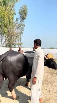 پاکپتن شریف سے میاں محمد رمضان ملیکا اور میاں محمد اعجاز ملیکا انمول کو دیکھنے کے لئے تشریف لائے