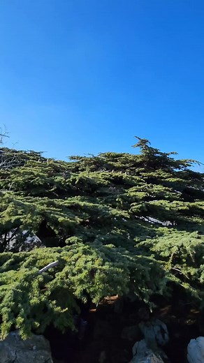 Exploring the Ancient Cedar Trees of Lebanon