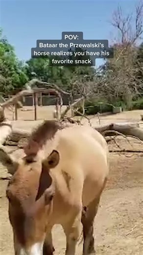 Reviving Przewalski's Horses: A Conservation Success Story