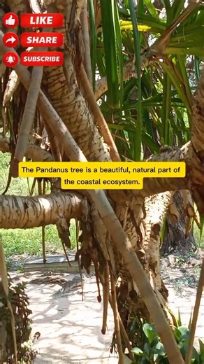 This Coastal Plant is More Important Than You Think