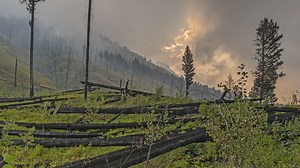 Wildland firefighting snag hazards: Reducing the risk of falling trees