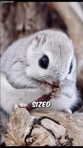 Not a Toy - This Tiny Squirrel Can FLY 😲🐿️✨