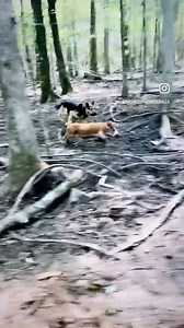 86K views · 10K reactions | We use GSD on our farm. They serve...