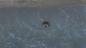 5.5K views · 106 reactions | Thanks to our friend joellikestophoto for capturing this amazing footage of our Tour de Turtles release in the Archie Carr Refuge last month, featuring loggerhead turtle Shelby and some other turtle friends coming to watch her go home! Shelby was equipped with a satellite transmitter so you can follow her migration on the STC Turtle Tracker App or tourdeturtles.org  | Sea Turtle Conservancy | Facebook