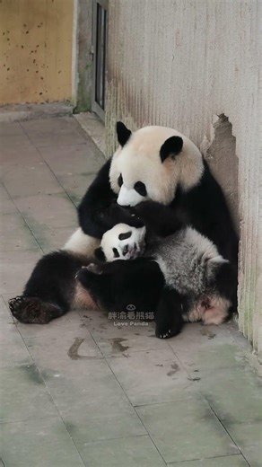 良月超爱小月亮，一出门就开始吸娃！🐼良月は小月亮（シャオユエリャン）が大好きで、外に出るなりすぐに息子（娘）の匂いを嗅ぎまくる！❤️ #panda