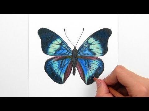 Drawing, Coloring a blue/green Butterfly with colored pencils