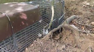 Not a Groundhog, but a Skunk Burrowing Around Home