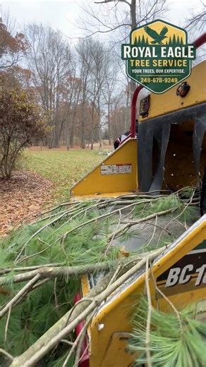 Heavy snow is exposing weak branches all over Oakland County. If you’re seeing sagging limbs, cracking, leaning trees, or branches touching the roof — call us. Winter is the safest time for trimming, removals, and storm damage cleanup. | Royal Eagle Tree Service, LLC