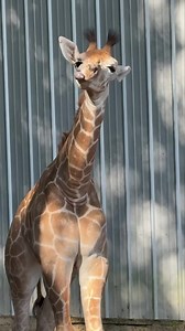Little man, Mutombo, is discovering just how flexible a giraffe tongue can be. #emeraldcoastzoo #giraffelove🦒 #giraffe | Emerald Coast Zoo