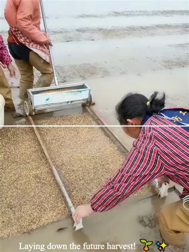 Spreading Thousands of Rice Seeds With UNBELIEVABLE Precision! 🌾 Watch This Manual Seeding Machine!#tip