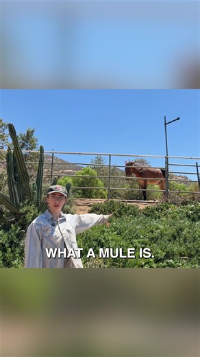 Don’t Forget the Henny: Mule vs Henny Fun Facts