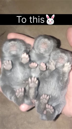 Transformation of little rabbit🐰 @RabbiitNest @AnimalHT2721 @PetsSwag #yt #rabbit #🐰