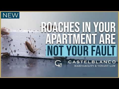 Cockroaches in Your Apartment Are NOT Your Fault, Know Your Rights as a Tenant | Castelblanco Law