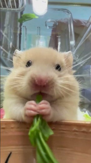 Don’t scroll… just listen 🥕🐹 #HamsterASMR #HamsterVibes #SoothingSounds