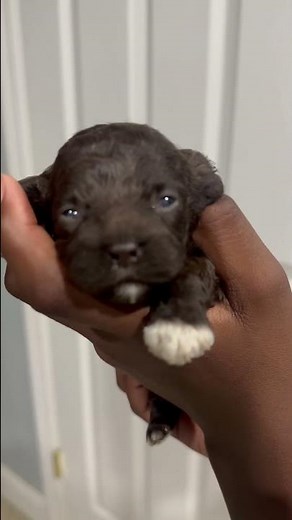 TEACUP COCKAPOO VIBES #explorepage #puppy #fyp #centralflorida