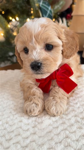 Apricot Lane Puppy | Cavapoochons on Instagram: "Hint, hint! He is what they are dreaming of for Christmas! 🎄 www.apricotlanepuppy.com #puppy #cavapoochon #apricotlanepuppy1 #doodles #cavapoo #puppylove #puppies #cutestpuppy #christmqs"