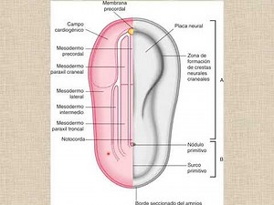 Período Somítico 01 - Morfogénesis