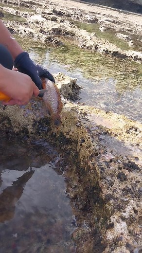 Watch n learn. How to clean reef fish..only in Mauke | Georgi-tai George