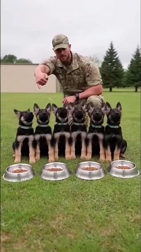These K9 Puppies Don't Know They'll Become Killing Machines#dogtraining #k9 #military #malinois #dog