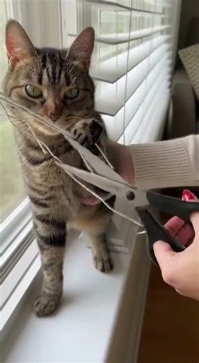 Cat in Blinds! 🐈 Window Tangle
