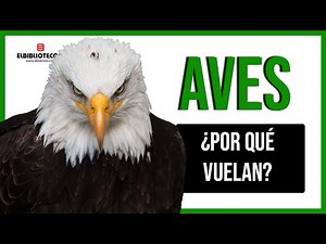 👉 ¿Por qué las AVES VUELAN? 🦃