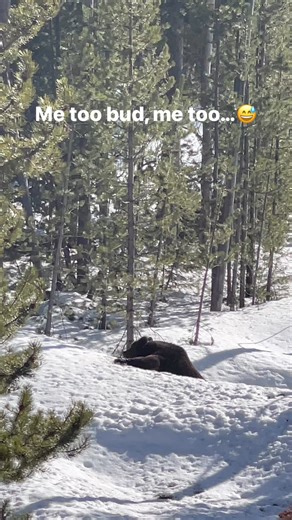 13K views · 368 reactions | Walking on spring snow sucks! Everyone...