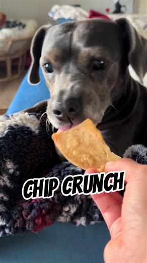 Chip ASMR #asmr #fyp #dog #dogsoftiktok #crunchyasmr