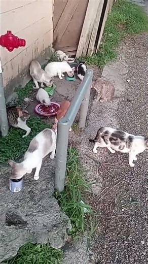 The Colony cats gather for their morning feeding #cats #outdoors #eating #gatos