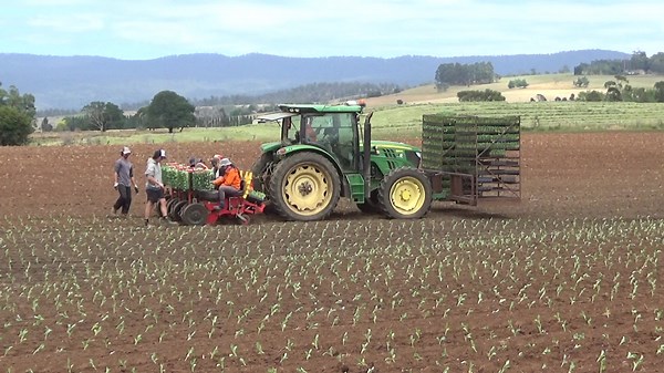 4.5K views · 479 reactions | DJC Contracting transplanting broccolini seedlings at "Oak Hill" Hagley this afternoon (16th January 2023) with a 4 row Checchi & Magli 4 row seedling transplanter mounted on a John Deere 6125R. | Craig's Farming Photos & Videos | Facebook