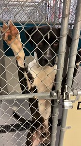 All these dogs are available for adoption at the WakeGov Pets: Wake County Animal Center in Raleigh NC. | Friends of Wake County Animal Center