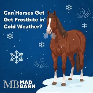 Wondering how to keep your horse safe during cold winter weather? | Mad Barn
