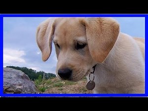 Canine cryptorchidism - symptoms and treatment