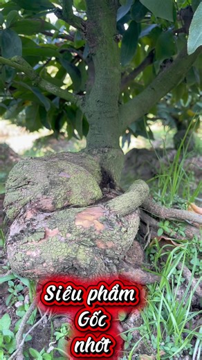 ☎️@98-394-6649 A.Tính giao lưu siêu phẩm gốc nhớt siêu đẹp