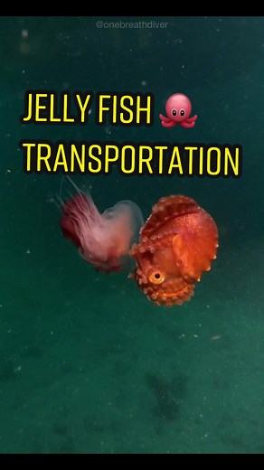 Argonaut Octopus Hijacking Jellyfish for a Ride | Oceanic Adventure