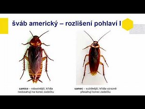 PřV - Pitva švába ve výuce biologie a přírodopisu - J. Mourek