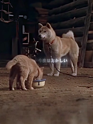 感動の映画「マリと子犬の物語」