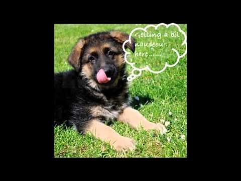 Six causes of lip smacking in dogs