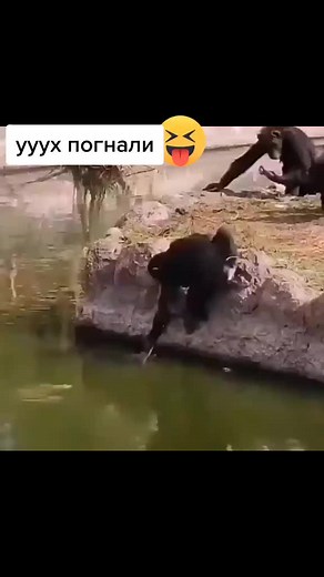 Playful Chimpanzees in Their Natural Habitat
