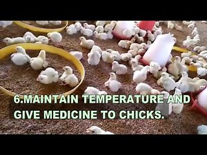 COMPLETE PROCESS OF BROILER POULTRY FARMING WITH BROILER CHICKEN BY ICR