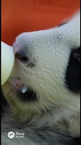 Panda’s Tickle Frenzy: The Cutest Laughter Challenge!