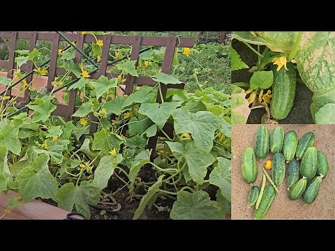 How to grow Boston Pickling Cucumber | Raised Planter Gardening