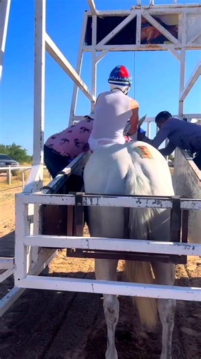 1.4K reactions · 25 shares | Recordando un año más que se fue el moro pelicano Un caballo que jugo con grandes ejemplares #fblifestyle #carrerasdecaballos  TAQUERO CUADRA HERMANOS MTZ  TRONADOR CUADRA LA MISION  BALTAZAR  SIMBA (ESPARTANO)  TERCIA EN MIGRIÑO, COPA PACIFICO  LA KOKIS (MORA DE SINALOA) GRANDES CARRERAS, QUE LES REGALÓ A LA AFICIÓN  | Racing Races Jess | Facebook