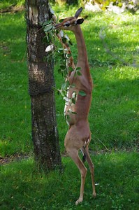 Gerenuk
