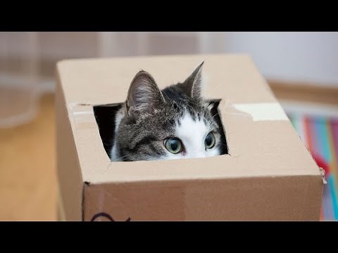 Homemade Cat Toy Made from Cardboard Boxes - Hogarmanía